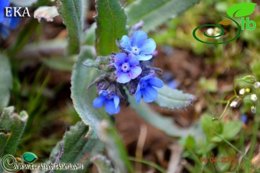 ssp paphlagonica-Hatay