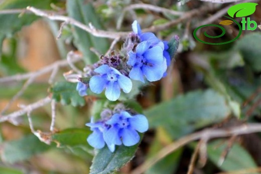 ssp paphlagonica-Hatay