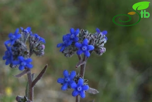 ssp paphlagonica-Ankara