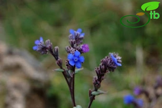 ssp paphlagonica-Ankara