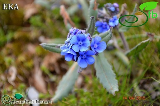 ssp paphlagonica-Hatay