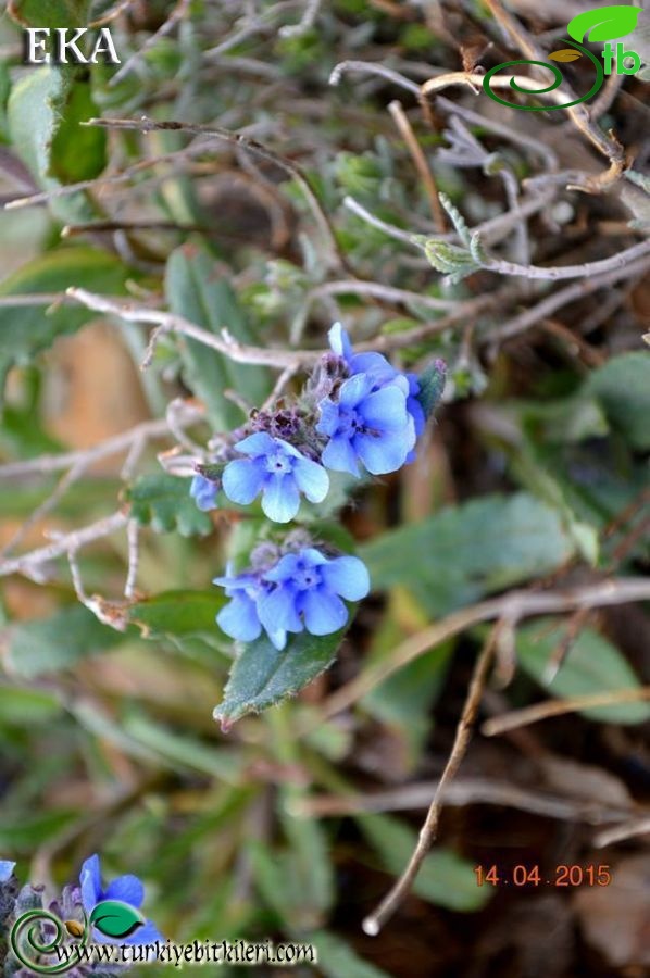 ssp paphlagonica-Hatay