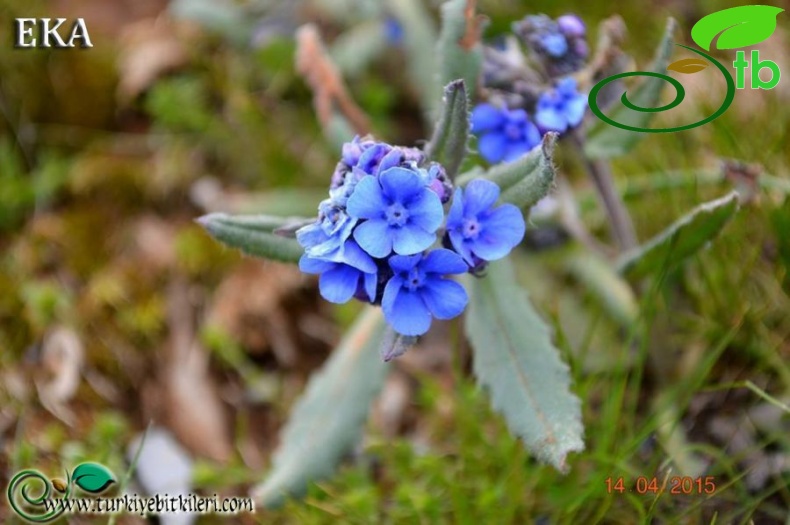 ssp paphlagonica-Hatay