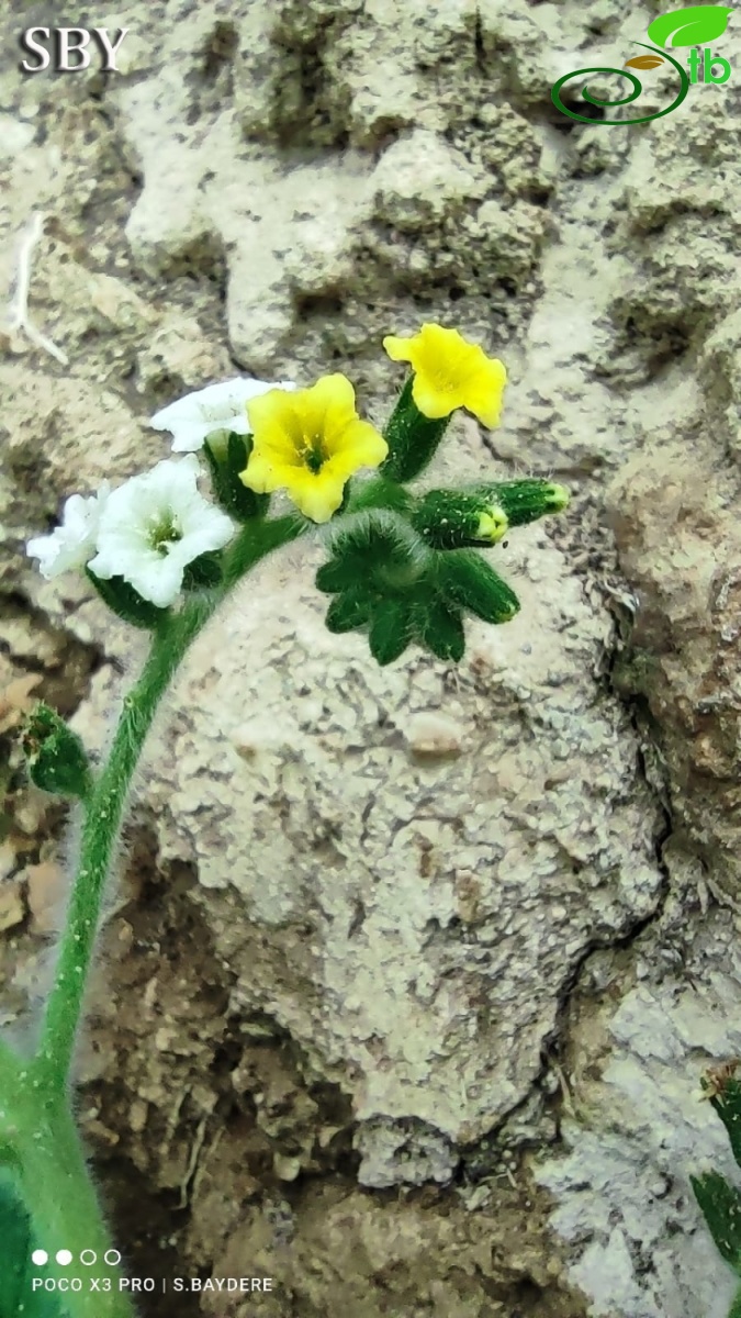 Aydın