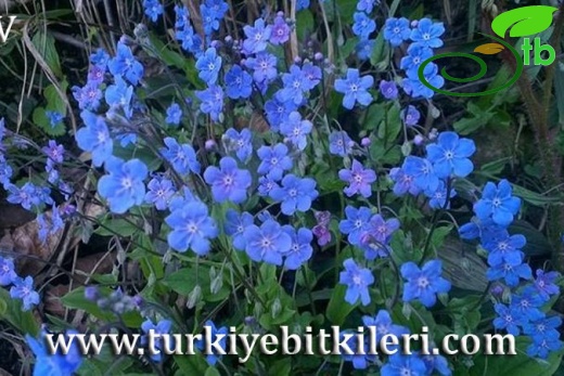 Giresun
