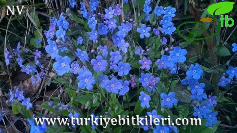 Giresun
