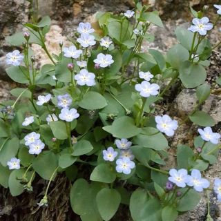 subsp. cilicica-Kahramanmaraş