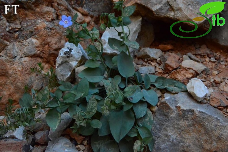 subsp. cilicica-Aladağlar