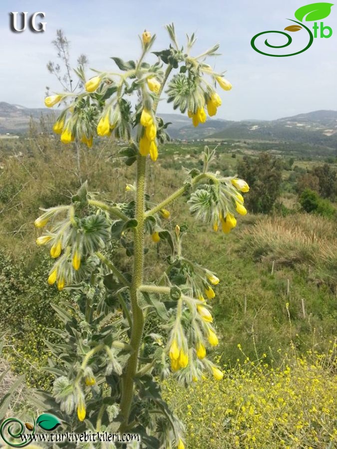 Mersin