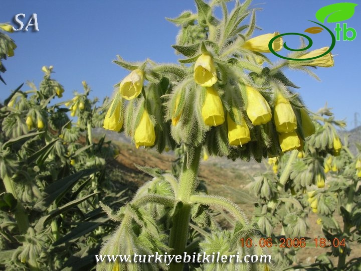 Kahramanmaraş