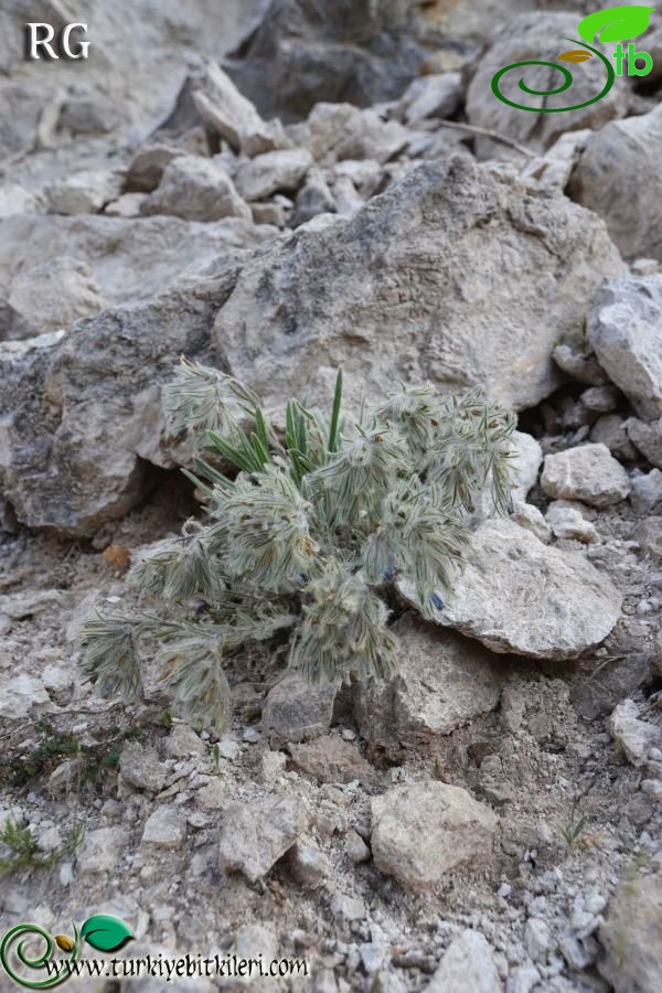 Boncuk dağları-Burdur