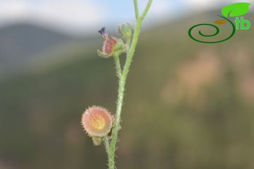 var cariense-Sandras dağı-Köyceğiz