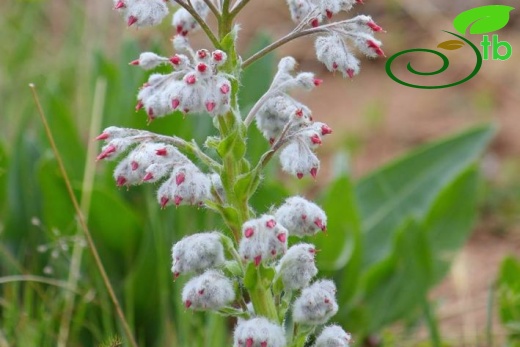 var. canescens-Karaman