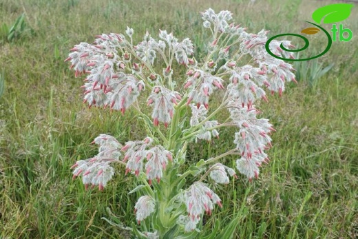 Muş