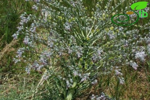 var. canescens