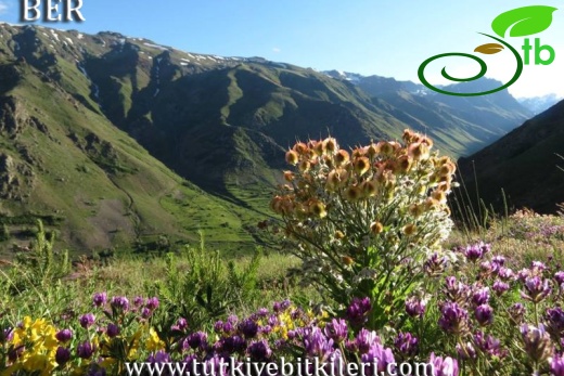 Tunceli