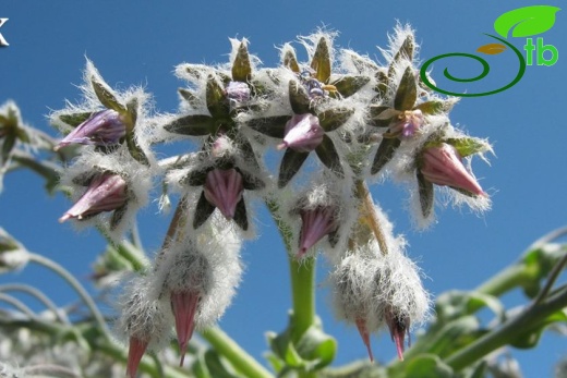 var. canescens-Malatya