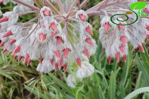 Muş