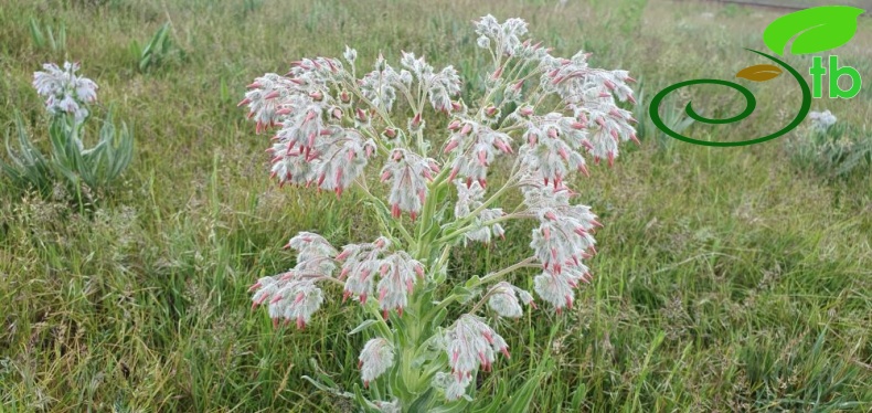 Muş
