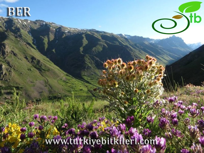 Tunceli