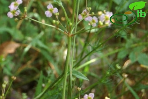 Bolu
