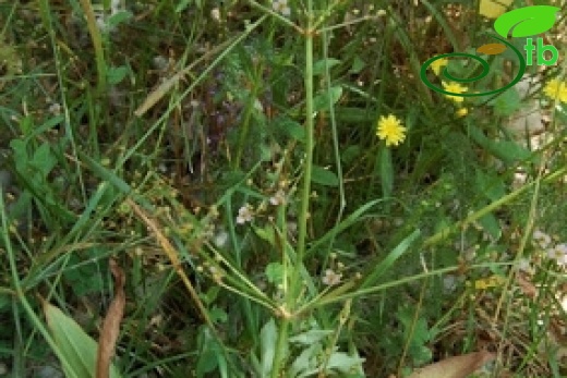 Bolu