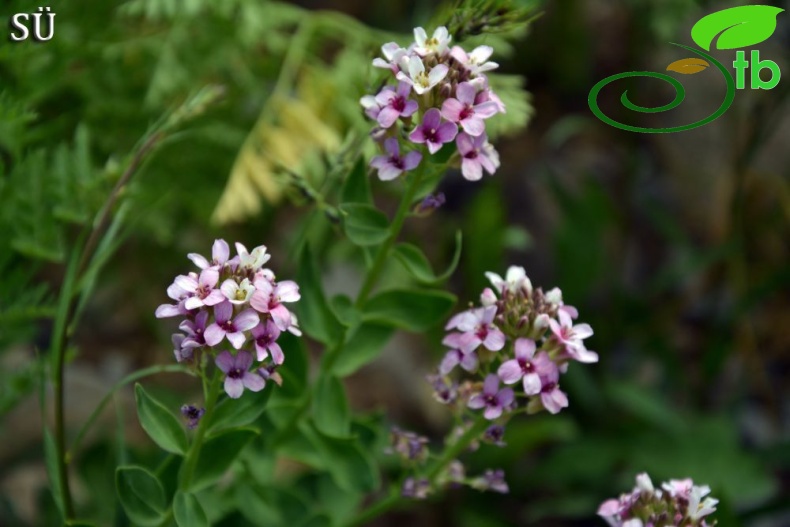 subsp. speciosum-Hakkari