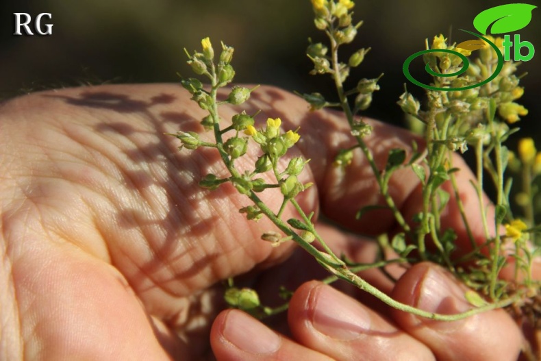 var stellatocarpum-Sandras dağı