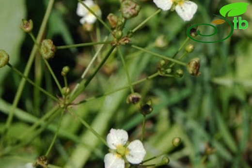 Bolu