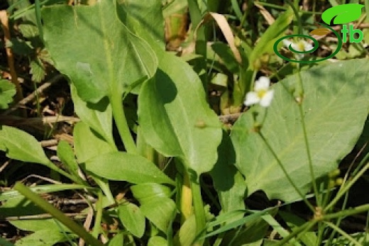 Bolu
