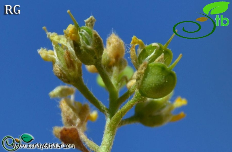 Sandras dağı-Köyceğiz