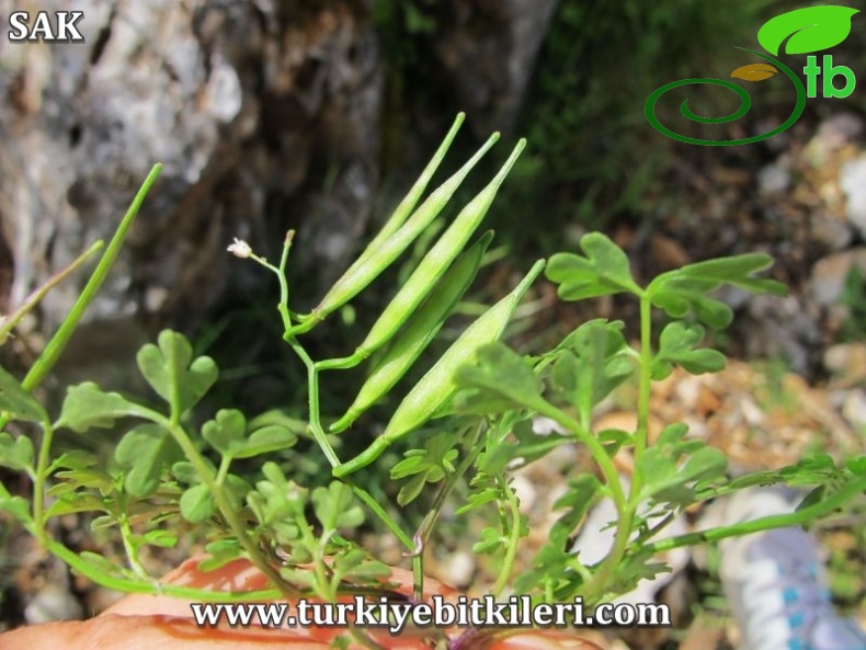 Datça-Muğla