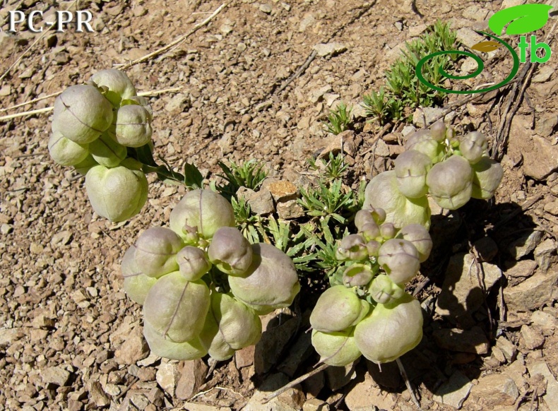 subsp. vesicaria - Erzurum