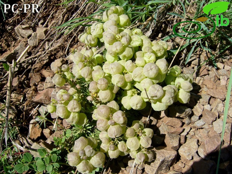 subsp. vesicaria - Erzurum