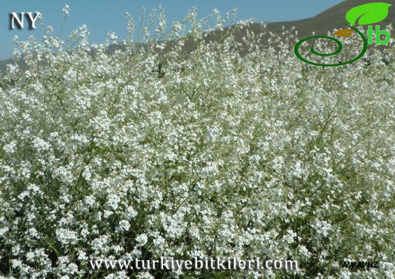 Bayburt