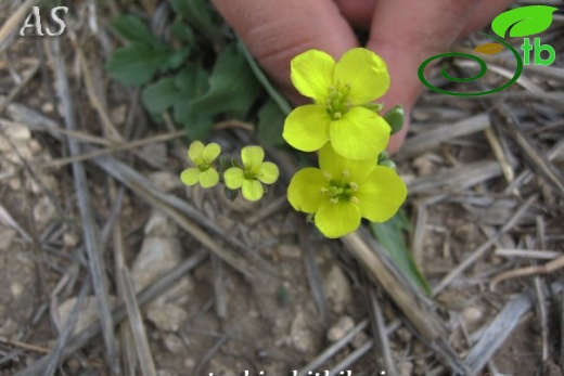 Diplotaxis muralis-Diplotaxis tenuifolia-Kirklareli
