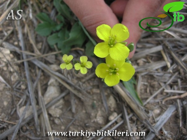 Diplotaxis muralis-Diplotaxis tenuifolia-Kirklareli