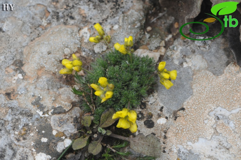 subsp. olympica- İzmir