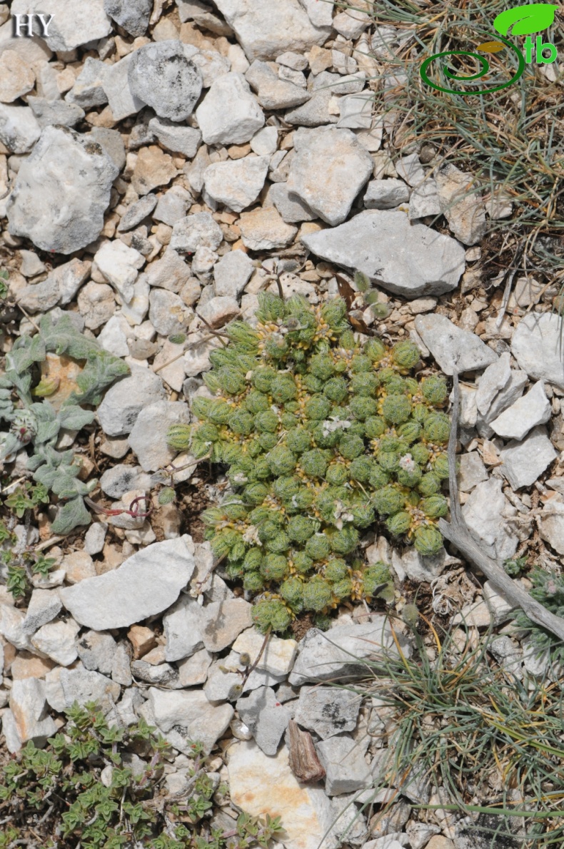 subsp. olympica- İzmir