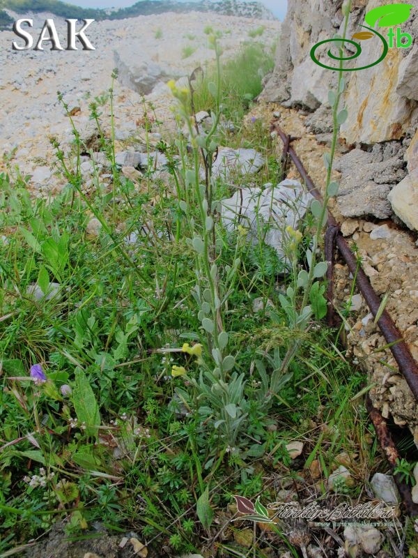 var eriocarpa-Datça-Muğla