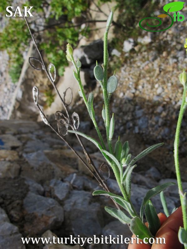 var eriocarpa-Datça-Muğla