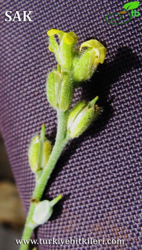 var eriocarpa-Datça-Muğla