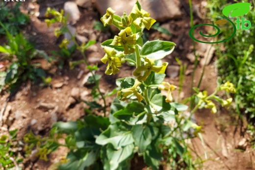 subsp. campicarpa-Van