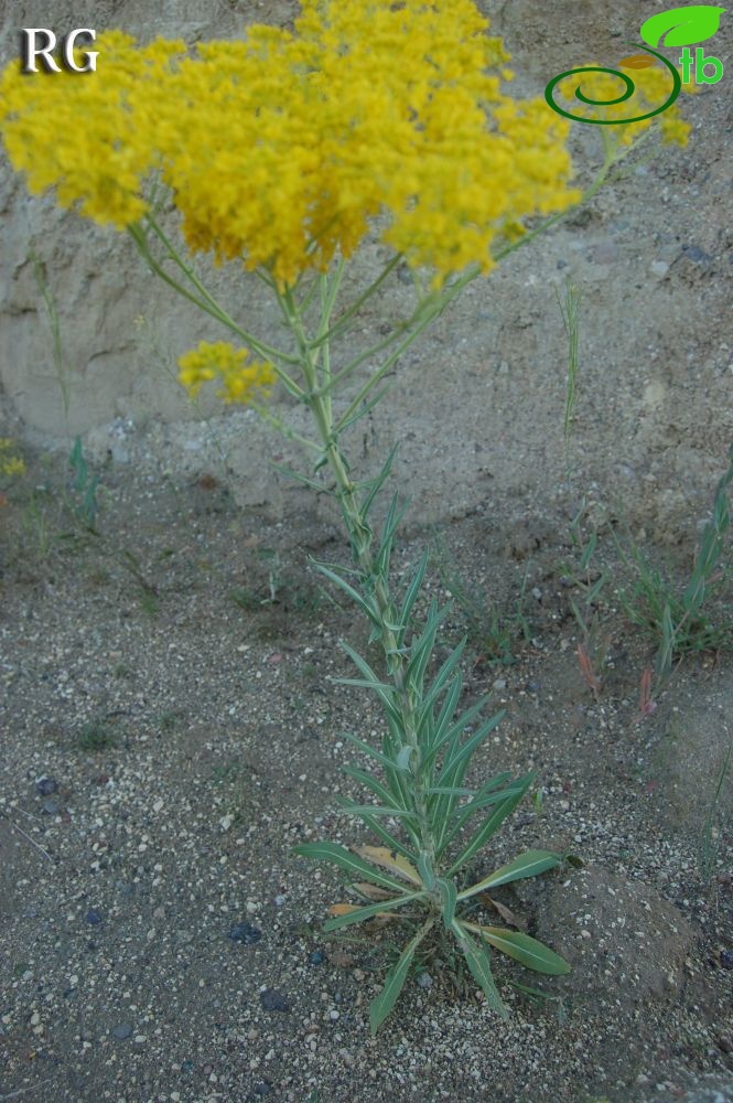 Nevşehir