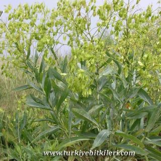 subsp. galatica-Ankara