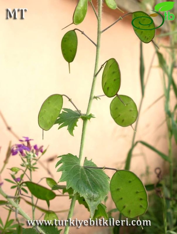 subsp. annua-İstanbul