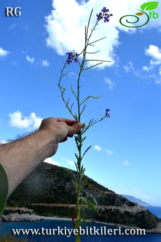 Datça-Muğla