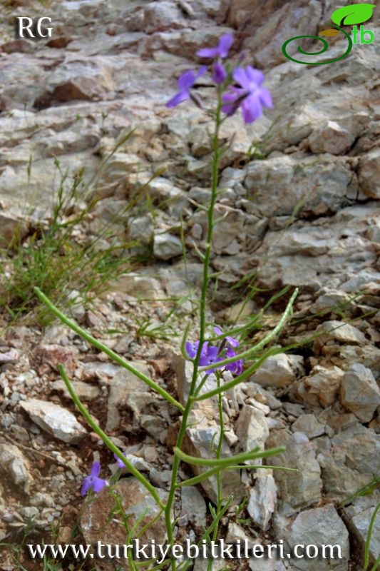 Datça-Muğla