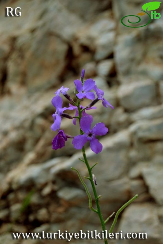 Datça-Muğla