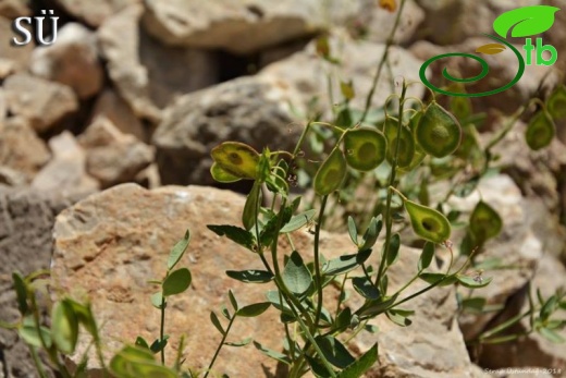 Tunceli